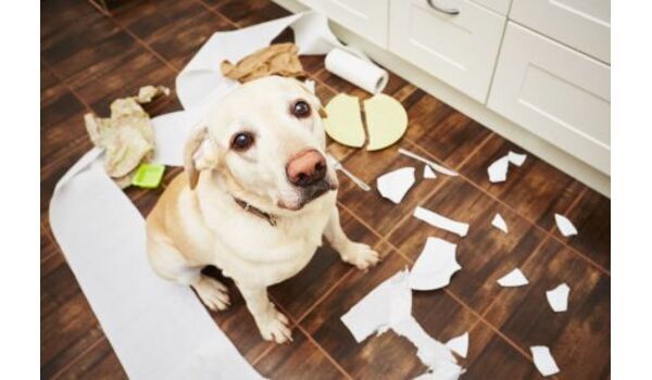 犬を叱るということ②～罰について～