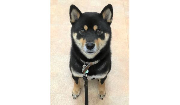 犬のしつけ教室・出張レッスンドッグスクール ヴィッセ～新入生紹介～