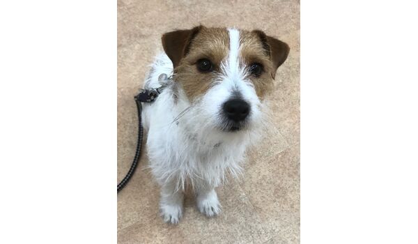 犬のしつけ教室・出張レッスンドッグスクール ヴィッセ～新入生紹介～