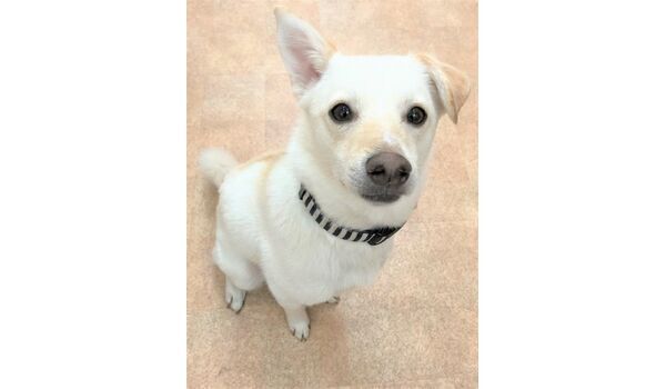 犬のしつけ教室・出張レッスンドッグスクール ヴィッセ～新入生紹介～