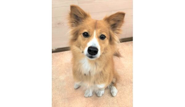 犬のしつけ教室・出張レッスンドッグスクール ヴィッセ～新入生紹介～