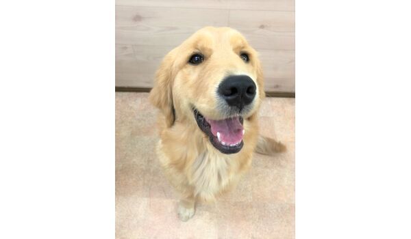 犬のしつけ教室・出張レッスンを行うドッグスクール ヴィッセ～新入生紹介～