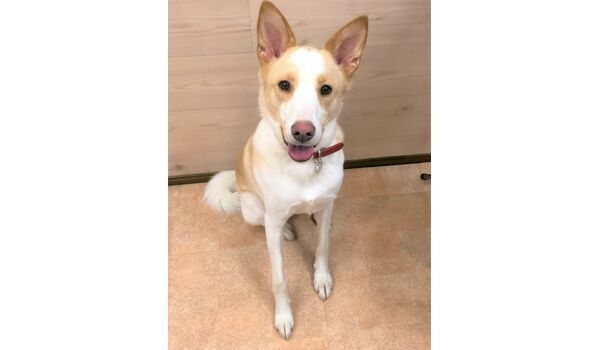 犬のしつけ教室、出張レッスンドッグスクール ヴィッセ～～新入生紹介～～