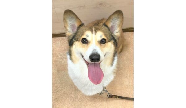 犬のしつけ教室・出張レッスンドッグスクール ヴィッセ～～新入生紹介～～