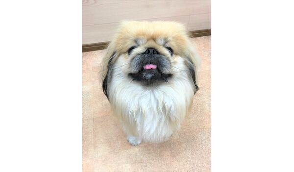犬のしつけ教室・出張レッスンドッグスクール ヴィッセ～新入生紹介～～
