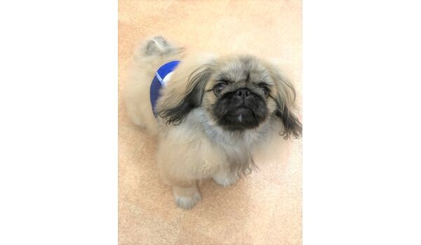 犬のしつけ教室・出張レッスンを行うドッグスクール ヴィッセ～新入生紹介～