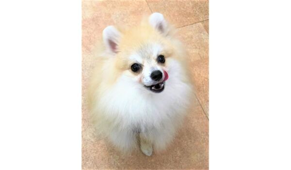 犬のしつけ教室・出張レッスンを行うドッグスクール ヴィッセ～新入生紹介～