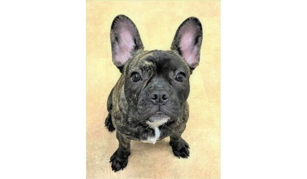 犬のしつけ教室・出張レッスンドッグスクール ヴィッセ～新入生紹介～