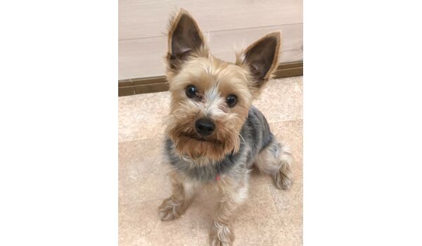 犬のしつけ教室・出張レッスンを行う、ドッグスクールヴィッセ～新入生紹介～