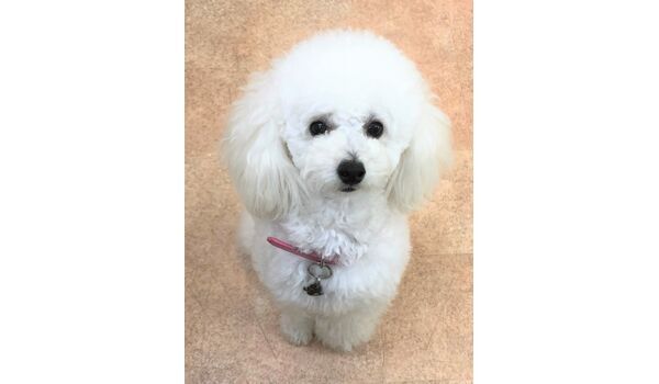 犬のしつけ・出張レッスン/ドッグスクールヴィッセ～新入生紹介～