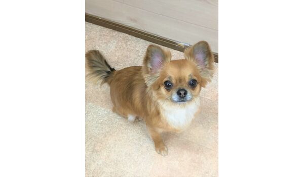 犬のしつけ教室・出張レッスンドッグスクール ヴィッセ～新入生紹介～6月15日