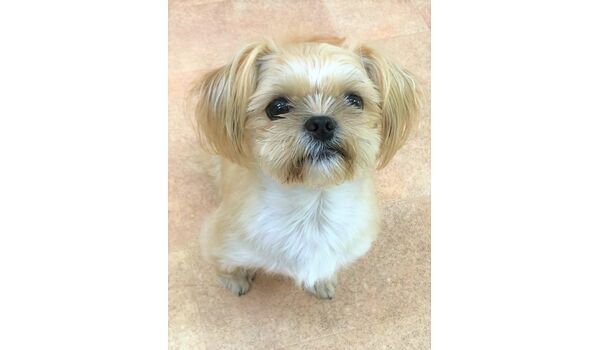 犬のしつけ教室・出張レッスンドッグスクール ヴィッセ～新入生紹介～6月18日
