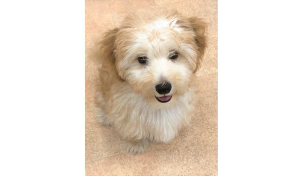 犬のしつけ教室・出張レッスンドッグスクール ヴィッセ～新入生紹介～6月21日