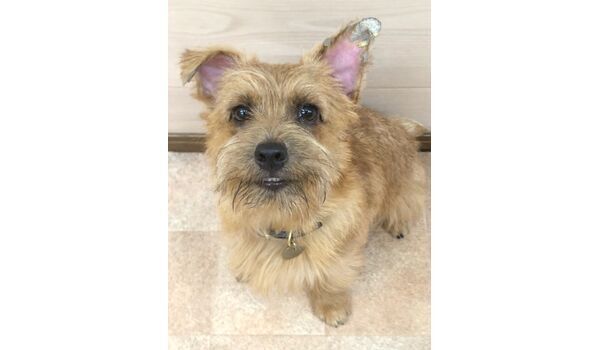 犬のしつけ教室・出張レッスンドッグスクール ヴィッセ～新入生紹介～7月3日