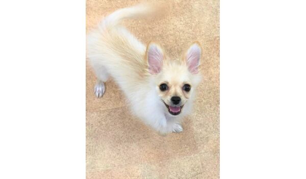 犬のしつけ教室・出張レッスンドッグスクール ヴィッセ～新入生紹介～7月4日
