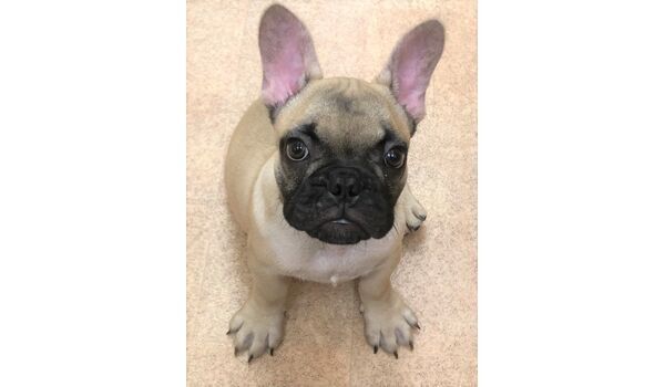 犬のしつけ教室・出張レッスンドッグスクール ヴィッセ～新入生紹介～7月16日