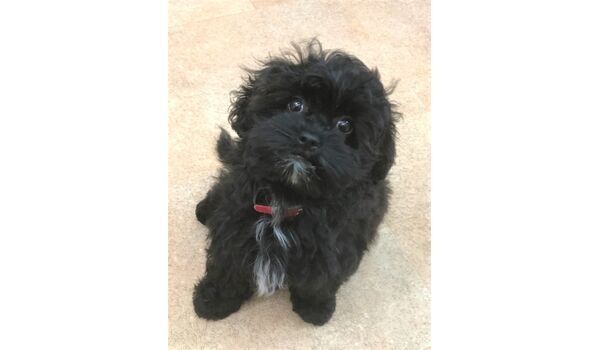 犬のしつけ教室・出張レッスンドッグスクール ヴィッセ～新入生紹介～8月11日