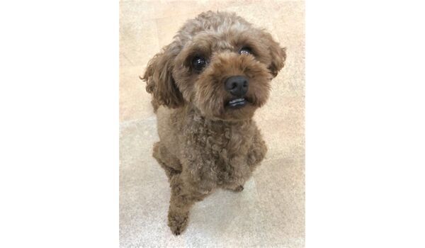 犬のしつけ教室・出張レッスンドッグスクール ヴィッセ～新入生紹介～8月24日