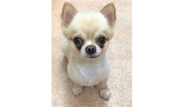 犬のしつけ教室・出張レッスンドッグスクール ヴィッセ～新入生紹介～8月26日