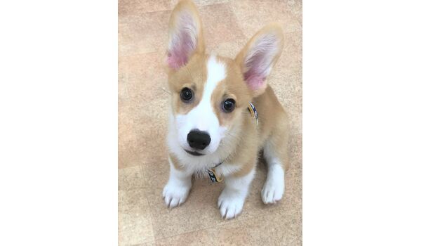 犬のしつけ教室・出張レッスンドッグスクール ヴィッセ～新入生紹介～9月1日