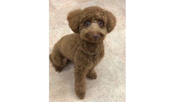犬のしつけ教室・出張レッスンドッグスクール ヴィッセ～新入生紹介～9月13日