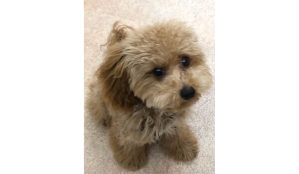 犬のしつけ教室・出張レッスンを行うドッグスクール ヴィッセ、新入生紹介～9月29日～
