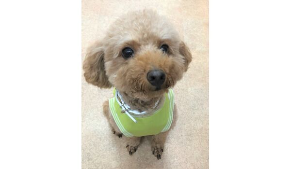 犬のしつけ教室・出張レッスンドッグスクール ヴィッセ～新入生紹介～9月30日 