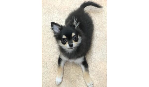 犬のしつけ教室・出張レッスンを行う、ドッグスクール ヴィッセ新入生紹介～10月4日～