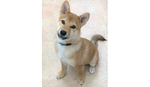 犬のしつけ教室・出張レッスンを行うドッグスクール ヴィッセ、新入生紹介～10月5日～　