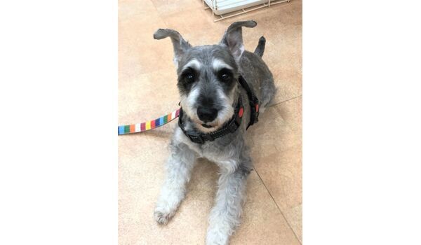 犬のしつけ教室・出張レッスンドッグスクール ヴィッセ～新入生紹介～10月15日