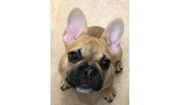 犬のしつけ教室・出張レッスンドッグスクール ヴィッセ～新入生紹介～10 月16日