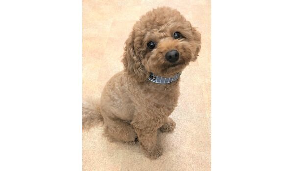 犬のしつけ教室・出張レッスンドッグスクール ヴィッセ～新入生紹介～10 月19日