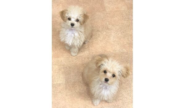 犬のしつけ教室・出張レッスンドッグスクール ヴィッセ～新入生紹介～11月4日