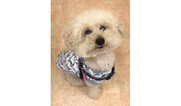 犬のしつけ教室・出張レッスンドッグスクール ヴィッセ～新入生紹介～11月5日