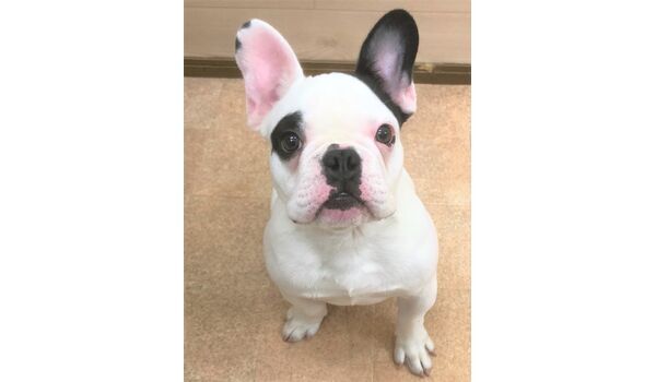 犬のしつけ教室・出張レッスンドッグスクール ヴィッセ～新入生紹介～11月6日
