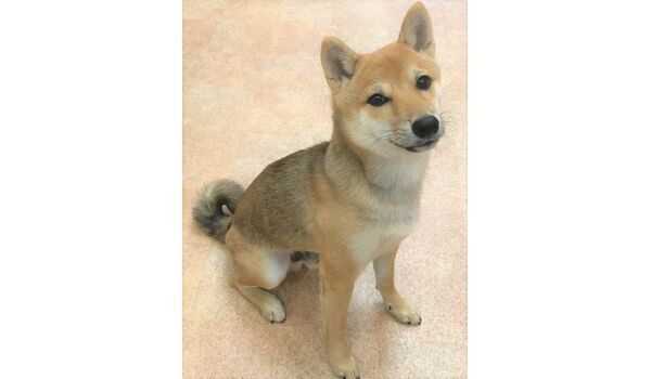 犬のしつけ教室・出張レッスンドッグスクール ヴィッセ～今日のわん子達～11月19日