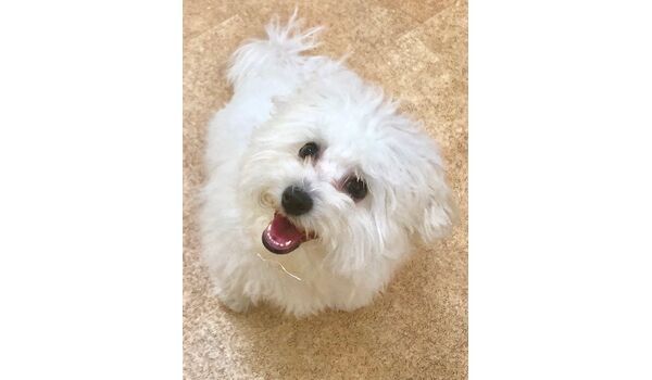 犬のしつけ教室・出張レッスンを行う、ドッグスクール ヴィッセ新入生紹介～11月28日