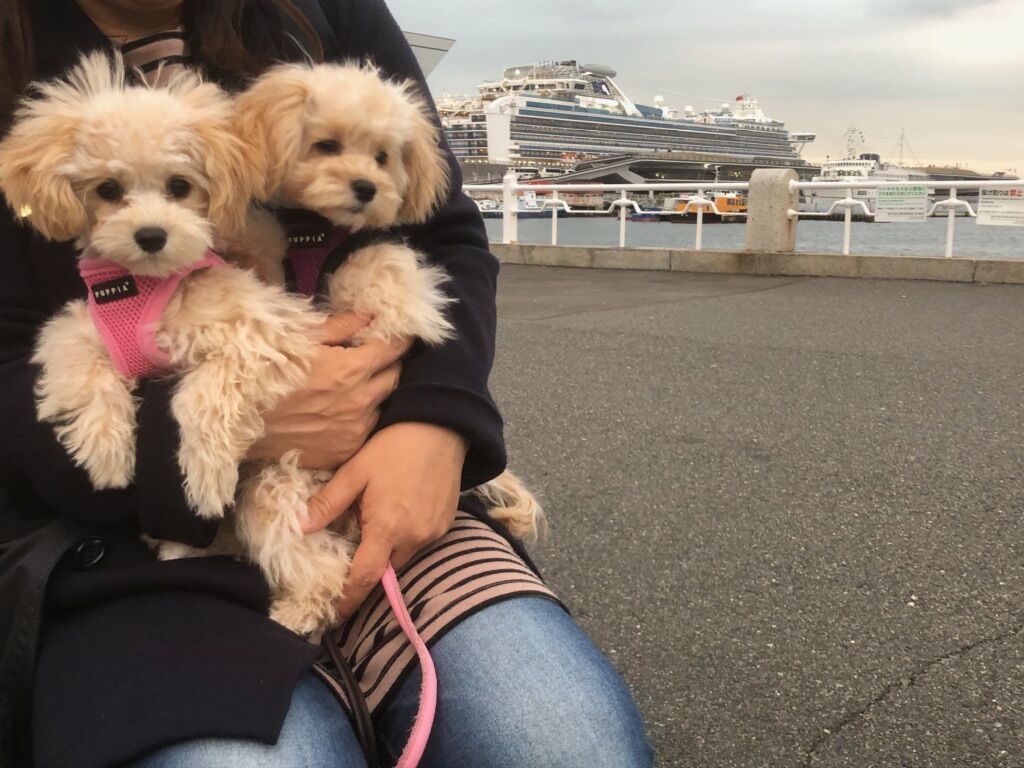 横浜市の犬のしつけレッスン/南区 マルプー ここちゃん てんちゃん
