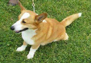 横浜市の犬のしつけレッスン/断尾は必要？