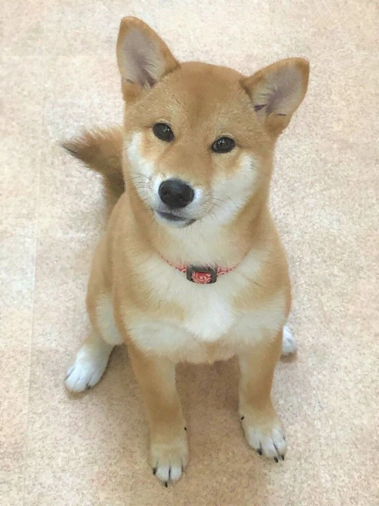 横浜市の犬のしつけレッスン/中区 柴犬 すずちゃん 4ヶ月