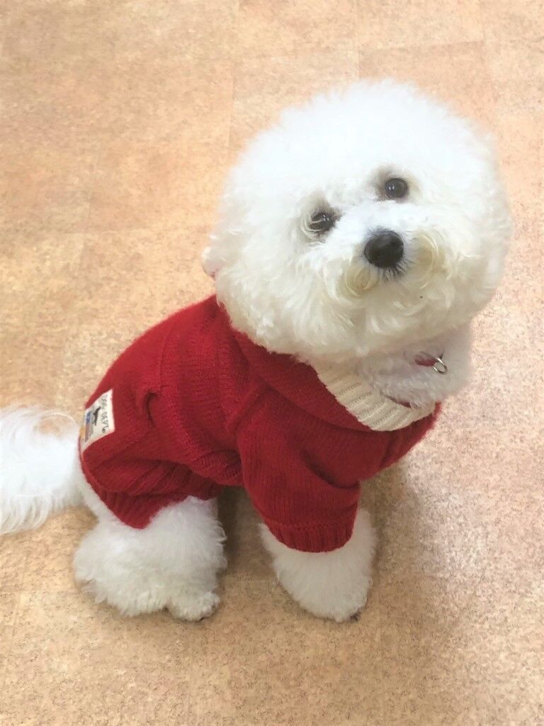 横浜市の犬のしつけレッスン/栄区 春ちゃん 2才