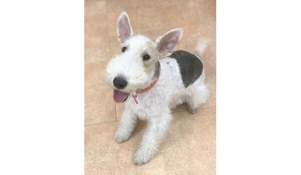 犬のしつけ教室・出張レッスンドッグスクール ヴィッセ～新入生紹介～12月30日