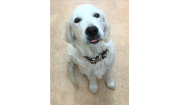 犬のしつけ教室・出張レッスンドッグスクール ヴィッセ～新入生紹介～1月9日 
