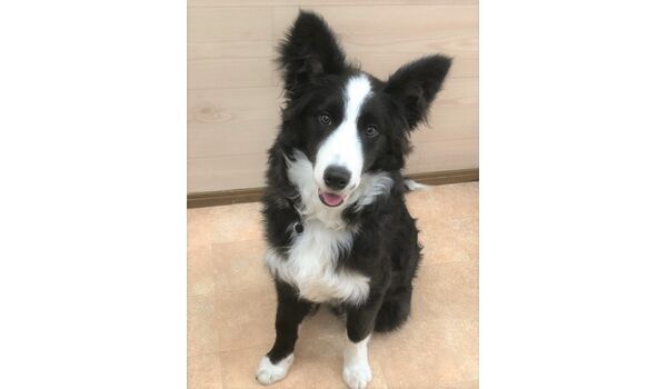 犬のしつけ教室・出張レッスンを行う、ドッグスクール ヴィッセ新入生紹介～1月21日