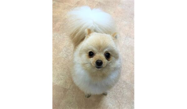 犬のしつけ教室・出張レッスンドッグスクール ヴィッセ～新入生紹介～2月1日