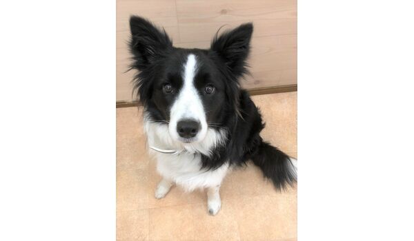 犬のしつけ教室・出張レッスンドッグスクール ヴィッセ～新入生紹介～2月2日