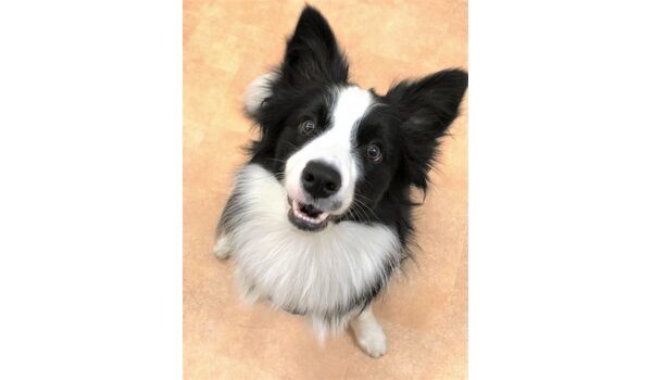 犬のしつけ教室・出張レッスンドッグスクール ヴィッセ～新入生紹介～2月6日