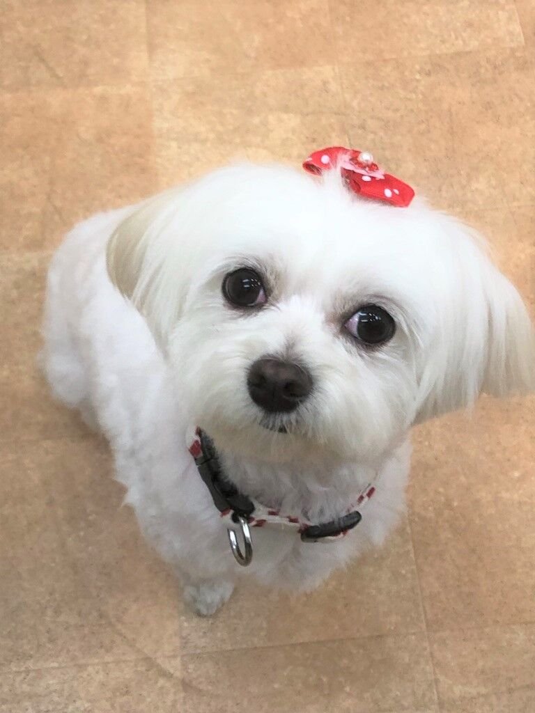 横浜市の犬のしつけレッスン/保土ヶ谷区  ミルキーちゃん 1才 Mix