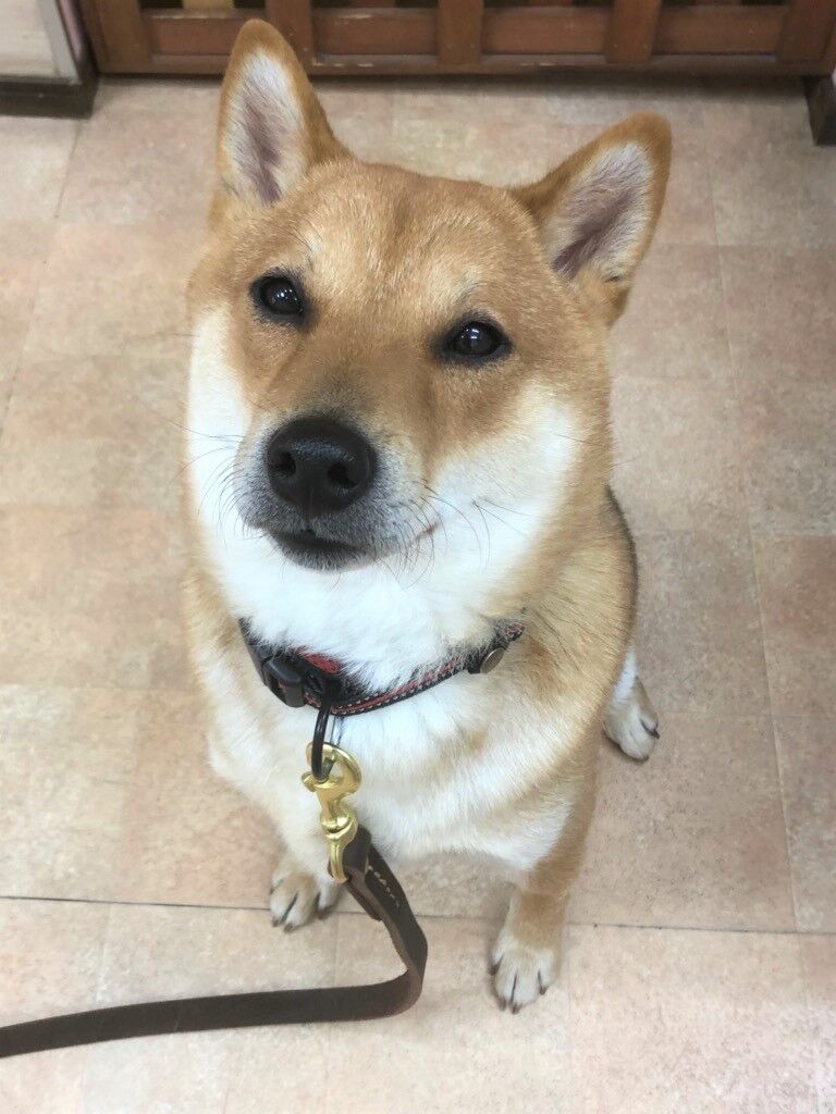 横浜市の犬のしつけレッスン/栄区 柴犬 トトくん 2才