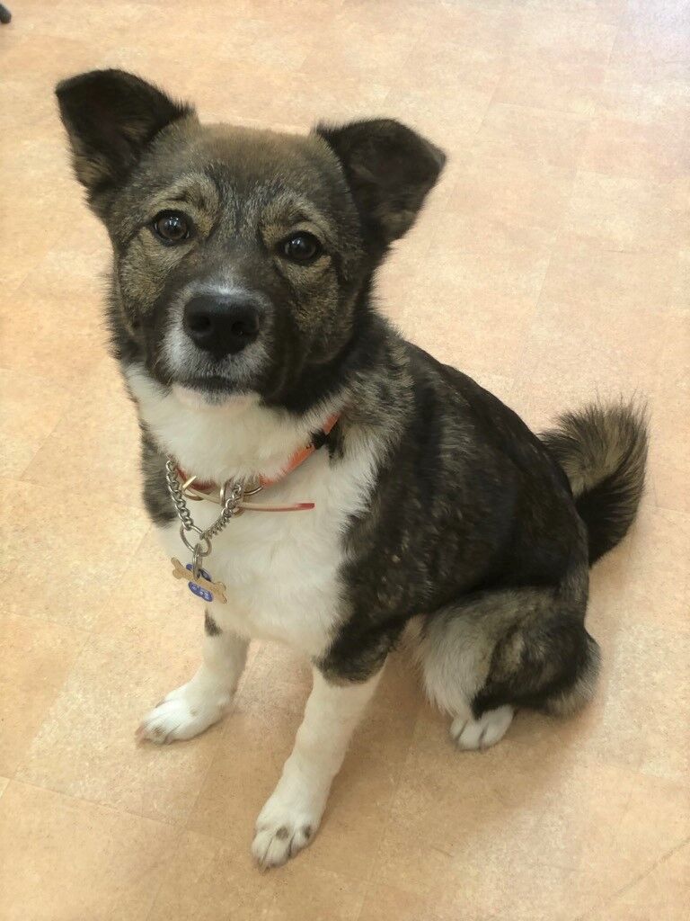 横浜市の犬のしつけ教室/南区 わかばちゃん 7ヶ月